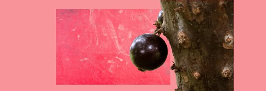 Jaboticaba Embalagem
